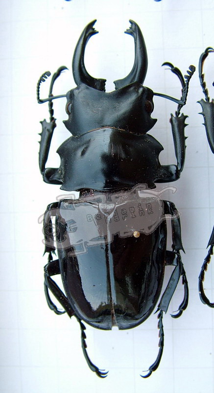 標本 Very big Odontolabis latipennis 68mm Very big Odontolabis latipennis 68mm